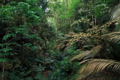Bukit Gasing trail, Kuala Lumpur