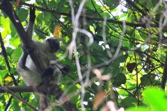 White-thighed Surili at Bukit Gasing trail,  Kuala Lumpur