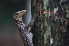 Monitor Lizard, Bukit Jalil Park, Kuala Lumpur, Malaysia