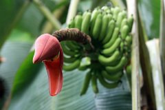 Banana flowers, Bukit Jalil Park, Kuala Lumpur, Malaysia