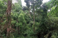 Rainforest Discovery Centre (RDC), Sabah, Malaysia