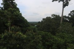 Rainforest Discovery Centre (RDC), Sabah, Malaysia