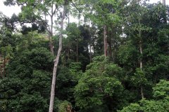 Rainforest Discovery Centre (RDC), Sabah, Malaysia
