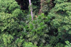 Rainforest Discovery Centre (RDC), Sabah, Malaysia