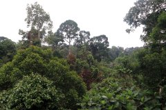 Rainforest Discovery Centre (RDC), Sabah, Malaysia