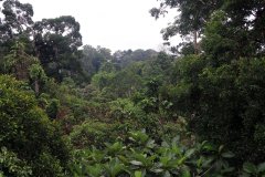 Rainforest Discovery Centre (RDC), Sabah, Malaysia
