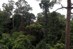 Rainforest Discovery Centre (RDC), Sabah, Malaysia