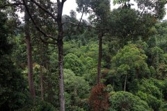 Rainforest Discovery Centre (RDC), Sabah, Malaysia