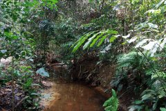 Rainforest Discovery Centre (RDC), Sabah, Malaysia