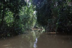 Kinabatangan River, Sabah (Borneo)