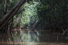 Kinabatangan River, Sabah (Borneo)