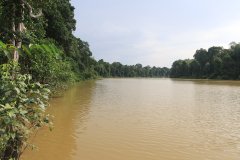 Kinabatangan River, Sabah, Borneo