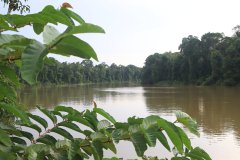 Kinabatangan River, Sabah (Borneo)