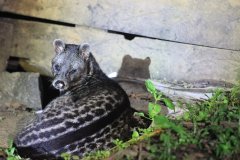Malayan civet, Sabah (Borneo)Tanjung Bulat Jungle Camp, Kinabatangan River, Sabah, Borneo