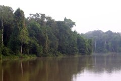 Kinabatangan River, Sabah (Borneo)