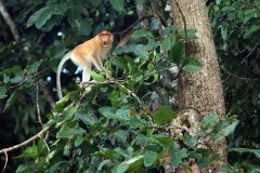 Proboscis Monkey, Sabah (Borneo)
