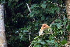 Proboscis Monkey, Sabah (Borneo)