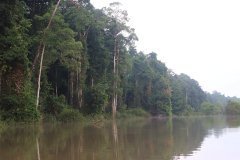 Kinabatangan River, Sabah (Borneo)