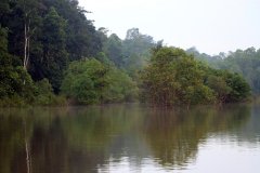 Kinabatangan River, Sabah (Borneo)