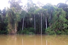 Kinabatangan River, Sabah (Borneo)