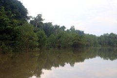 Kinabatangan River, Sabah (Borneo)