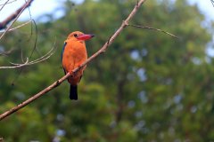 Kingfisher bird , Kinabatangan River, Sabah (Borneo)