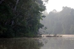 Kinabatangan River, Sabah (Borneo)