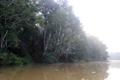 Kinabatangan River, Sabah (Borneo)