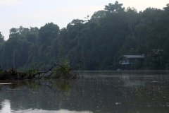 Tanjung Bulat Jungle Camp Kinabatangan, Kinabatangan River, Sabah (Borneo)