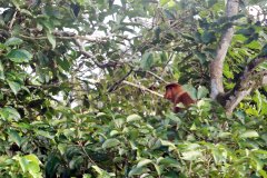 Proboscis Monkey,  Sabah (Borneo)