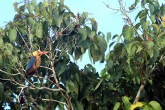 Kingfisher bird ,Kinabatangan River, Sabah (Borneo)