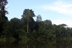 Kinabatangan River, Sabah (Borneo)