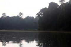 Kinabatangan River, Sabah (Borneo)
