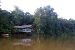 Tanjung Bulat Jungle Camp Kinabatangan, Kinabatangan River, Sabah (Borneo)