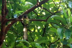 Cream-Colored Giant Squirrel, Kinabatangan River, Sabah, Borneo