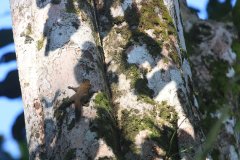 Bornean Pygmy Squirrel, Kinabatangan River, Sabah, Borneo