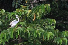 Great Egret, Kinabatangan River, Sabah, Borneo