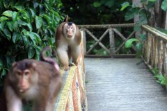 Southern Pig-tailed Macaque (Macaca nemestrina)