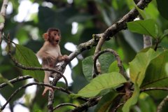 Southern Pig-tailed Macaque (Macaca nemestrina)
