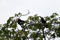 Oriental Pied Hornbill, Sabah, Malaysia