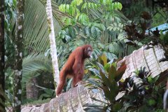 Orangutan, Sabah, Borneo