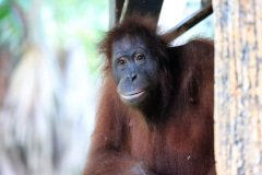 Orangutan, visitor in our resort,  Sabah, Malaysia