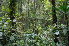 Kinabalu park, Kota Kinabalu,  Sabah, Malaysia