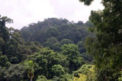 Kinabalu park, Kota Kinabalu,  Sabah, Malaysia