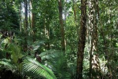 Kinabalu park, Kota Kinabalu,  Sabah, Malaysia