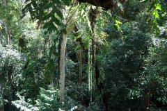 Kinabalu park, Kota Kinabalu,  Sabah, Malaysia
