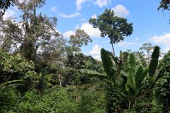 Kinabalu park, Kota Kinabalu,  Sabah, Malaysia