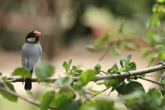 Javan Sparrow Bird, Kek Look Tong temple, Ipoh