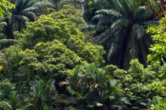Perdana Botanical Garden, Kuala Lumpur