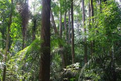 Forest Research Institute Malaysia (FRIM), Kuala Lumpur